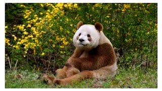 PANDA MARROM UM ANIMAL RARO E EM RISCO DE EXTINÇÃO 🐼 Ailuropoda melanoleuca qinlingensis [upl. by Ahcropal]