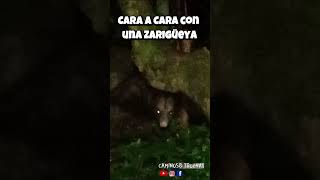 Cara a Cara😁 con una Zarigüeya🦎 naturaleza Zarigüeya VidaSilvestre animalessalvajes naturaleza [upl. by Gnof51]