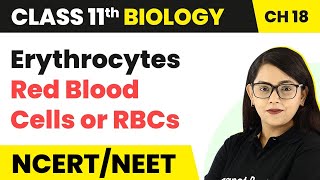 Erythrocytes Red Blood Cells or RBCs  Body Fluids And Circulation  Class 11 Biology [upl. by Woodhouse]