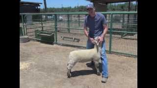 Sheep amp Goat Showmanship The 4 Step Process [upl. by Lorena]