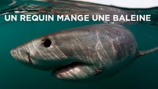 Un requin mange une baleine [upl. by Love140]