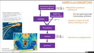 SVT  2nde  Procréation médicalement assistée PMA et hormones de synthèse [upl. by Allecram451]