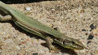 Podarcis muralis Common wall lizard [upl. by Zealand842]