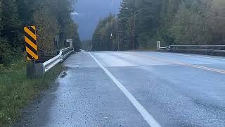 A weird brown salamander laying dead in the road what a strange creature I’ve never seen one like it [upl. by Alisan379]