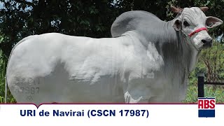 URI DE NAVIRAÍ CSCN 17987  Touro Nelore ABS [upl. by Adnamma587]