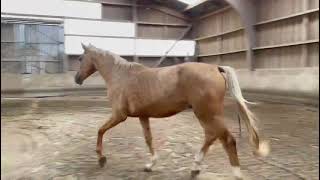 Cheval à vendre  LIQUID GOLD GF  rare étalon Oldenburg Palomino doré  equirodicom [upl. by Lorita]