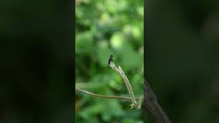 A robber fly is turning and observing the surroundings while sitting on the tip of a vine fly [upl. by Mallory161]