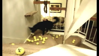 Border Collie This is how to keep a Border Collie busy FUNNY Watch my other dog videos on my page [upl. by Weigle674]