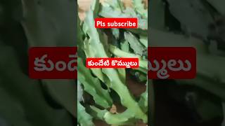 కుందేటి కొమ్ములుCaralluma umbelletaHerbal plantytshort [upl. by Aitnyc305]