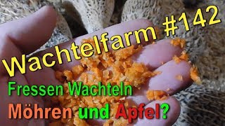 Fressen Wachteln Möhren und Apfel  Wachtelfarm 142 [upl. by Lithea961]