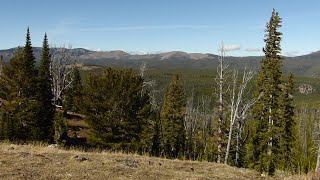 How conservationists are protecting Whitebark Pine trees in Yellowstone National Park [upl. by Avram]