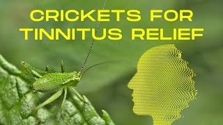 Are Cricket Sounds The New Solution For Tinnitus [upl. by Burris235]