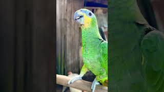 Parangaricutirimícuaro hablador el loro ❤️🤣🤣🤣🤣🤣 funny parrot loros [upl. by Ennasirk740]