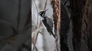 woodpecker facts in hindi  woodpecker bird  interesting facts woodpecker shorts birds [upl. by Vidovik500]