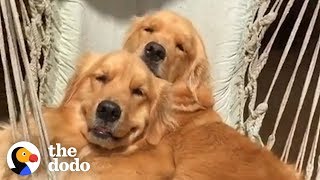 5 Things Every Golden Retriever Owner Knows  The Dodo [upl. by Nagar765]