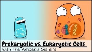 Prokaryotic vs Eukaryotic Cells Updated [upl. by Afrika457]