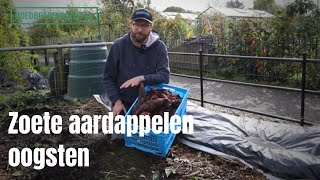 Zoete aardappelen oogsten [upl. by Steep]