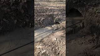 culvert pipe cleaning check out my other videos [upl. by Miehar]