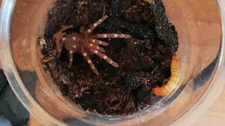 Juvenile Acanthoscurria geniculata feeding [upl. by Higley]