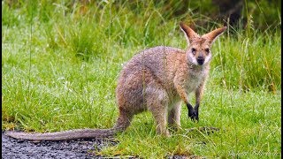 Rednecked Wallaby Macropus rufogriseus banksianus [upl. by Olodort311]