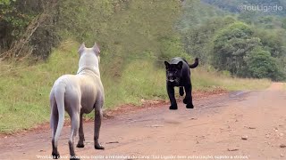 DOGO ARGENTINO ATACA E DESTRÓI PUMA EM SEGUNDOS [upl. by Tiffy]