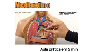 Mediastino e suas divisões  Anatomia Humana  Anatomia [upl. by Shevlo]