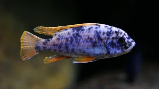 Labeotropheus fuelleborni quotMitandequot MC [upl. by Cadman]