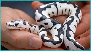 HUGE BALL PYTHON MILESTONE — Desert Ghost Axanthic Clown  Hetflix 134 [upl. by Anastasio]