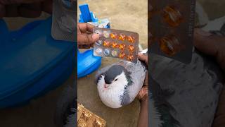 Pigeons Medicine 💊 shorts pigeon kabutar tools [upl. by Intyre]