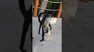 Mexican Monkeys being Monkeys mexico monkey 🙈🙉🙊 [upl. by Hilario]