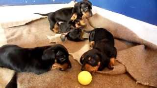 Cachorros Teckel juegan con pelota [upl. by Marijo]