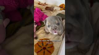 Watch This Tiny Pitbull Puppy Steal Hearts in Seconds puppy dogbreed doggos shorts [upl. by Victoria]