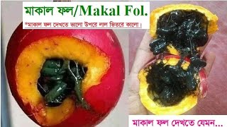 Makal Fol।।মাকাল ফল।।Colocynth।। মহাকাল ফল।।মাকাল ফলের ভেষজ গুণ।।makal fol dekhte valo।।Makal fruit। [upl. by Elfreda]