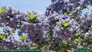 Incredible Flowering Tree BlueblossomCeanothus thyrsiflorus Love natures Love natures beauty [upl. by Herr]