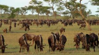 Mwiba Lodge  Serengeti  Tanzania [upl. by Paff]