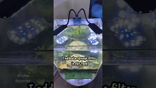 Control Algae Growth 💹😱💯shortsponds fishtankbreedingbreedingsetupguppyfishfishtankbetta [upl. by Nodyarb]