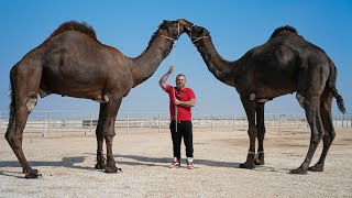 Cooking A Whole Camel In The Most Beautiful Desert We Ate Everything [upl. by Regnig]