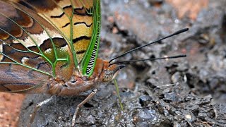 STUNNING BUTTERFLY SUCKS STINKING DUNG THE GREENVEINED CHARAXES EMPEROR CHARAXES CANDIOPE [upl. by Rehpotsrhc]