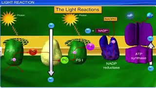 Photosynthesis in plants Class 11 Biology [upl. by Astraea11]