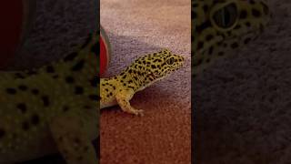 Leopard gecko type stuff 🐸 [upl. by Trant179]