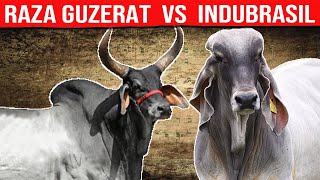 🔴GUZERAT Lechero VS INDUBRASIL Cuál Es La Mejor Opción Para La Producción De Leche y Carne✅ [upl. by Slaohcin896]