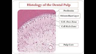 Histology of Pulp [upl. by Aicemak]