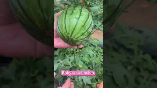 Baby watermelon how to grow watermelon at home urban gardening [upl. by Tami938]