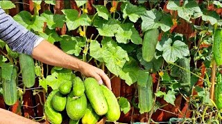 Container ideas for planting vegetables growing cucumber steps by step [upl. by Enilegna]