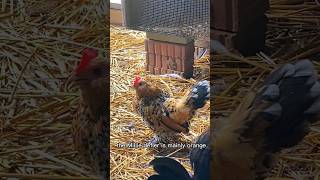 The Amazing Mille de Fleur Chicken backyardchickens [upl. by Widera]