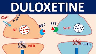 Duloxetine cymbalta  Mechanism precautions interactions amp uses [upl. by Allecnirp]