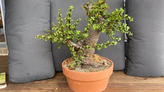 Repotting my Massive Jade Bonsai How to repot Portulacaria Afra Bonsai Huge trunk [upl. by Isyad]