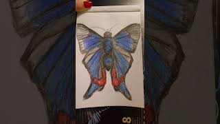 The process of creation of Periander Metalmark Butterfly 2024sketchingrysunekmotyl rysunekmotyla [upl. by Naic985]