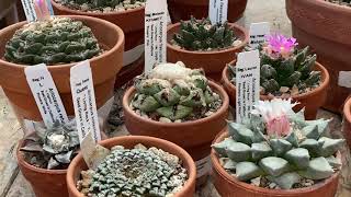 Amazing Ariocarpus and Euphorbia collection Very rare and mature plants [upl. by Nnawtna386]