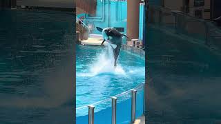 BIG SPLASH Orca Show at Sea World seaworld orcaencounter seaworldorlando [upl. by Moriarty]